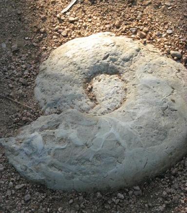 Garden Stepping Stones on Fossils Act As Stepping Stones In A Dinosaur Viewing Clearing