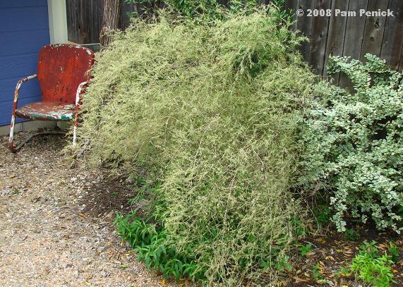 Bamboo%20muhly%20&%20red%20chair.JPG
