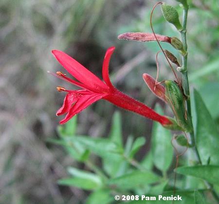 Flame+acanthus+flower+JPG