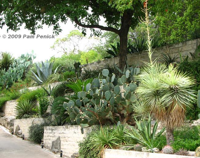 Going vertical: Jeff Pavlat's hillside Austin garden | Digging