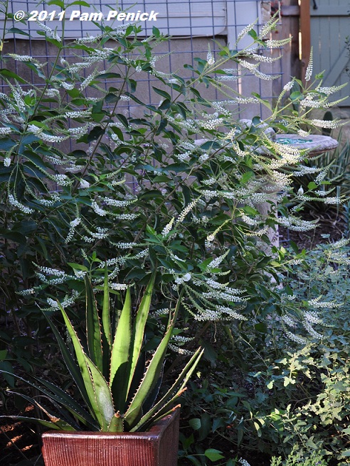 Almond Verbena