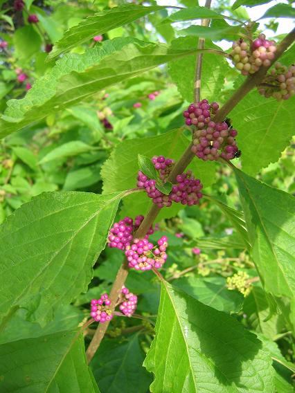 Plant This: American beautyberry, a beauty of a bush - Digging