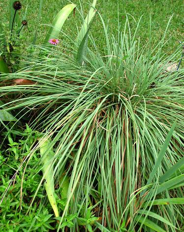 Early fall grasses - Digging