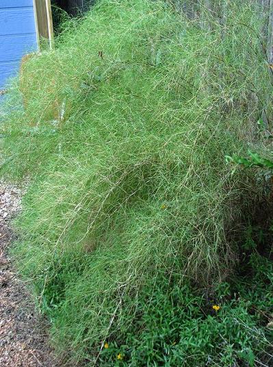 Ornamental grasses in bloom | Digging