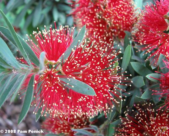 BOTTLEBRUSH, HOUSTON