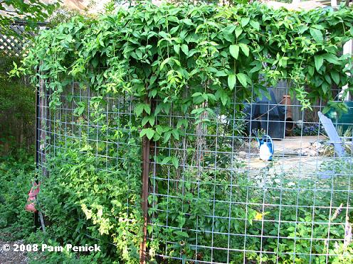 Trellis screen, one year later - Digging