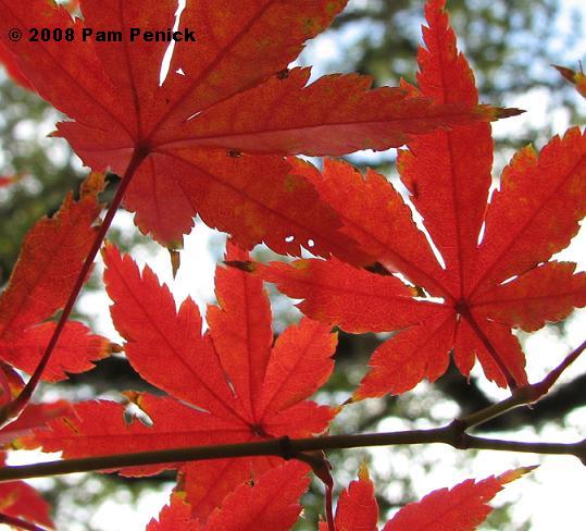 Pacific Fire Vine Maple, Acer circinatum 'Pacific Fire', Monrovia Plant