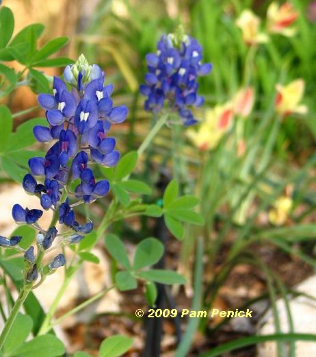 Texas Bluebonnets Get All The Attention Digging