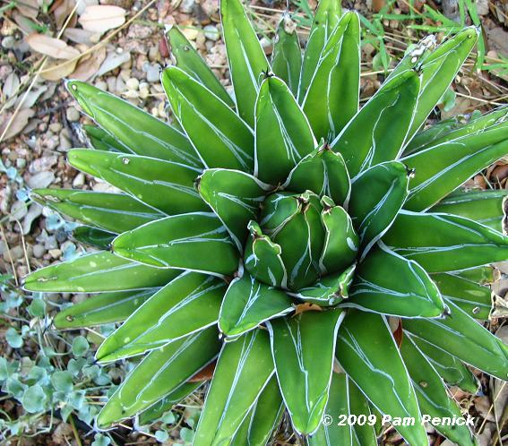 Woody Lilies Love The Heat - Digging