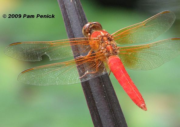 Forgotten Trout Flies - Orange Witch, Lord's Killer, Bragg's Dragonfly