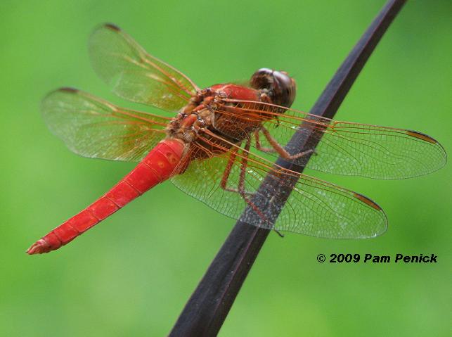 Dragonfly 1,2 green pumpkin / red & black 045 - TroutShop