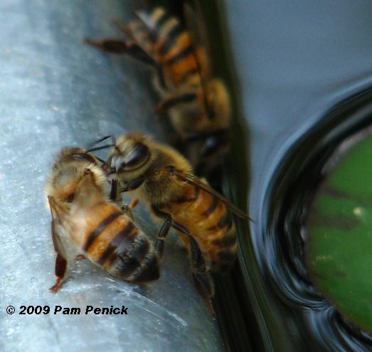 A closer look at how bees make honey - PerfectBee