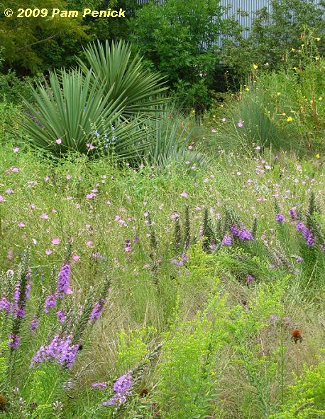 Wildflower Center blooming after the rain - Digging