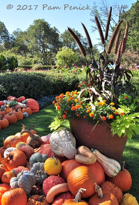 Pumpkins in the land of Oz at Dallas Arboretum - Digging