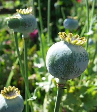 Nursery tour: Barton Springs Nursery - Digging