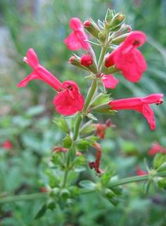 Garden Bloggers' Bloom Day-may - Digging