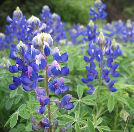 Bluebonnet fields forever - Digging