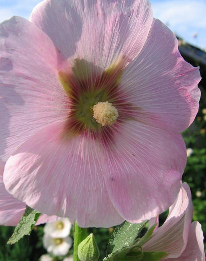 Hollyhock (Alcea rosea) 'Halo Purple' - Buy Online at Annie's Annuals