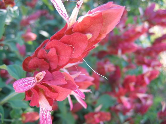 Nursery tour: The Antique Rose Emporium - Digging