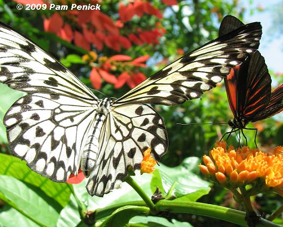 Cockrell Butterfly Center in Houston