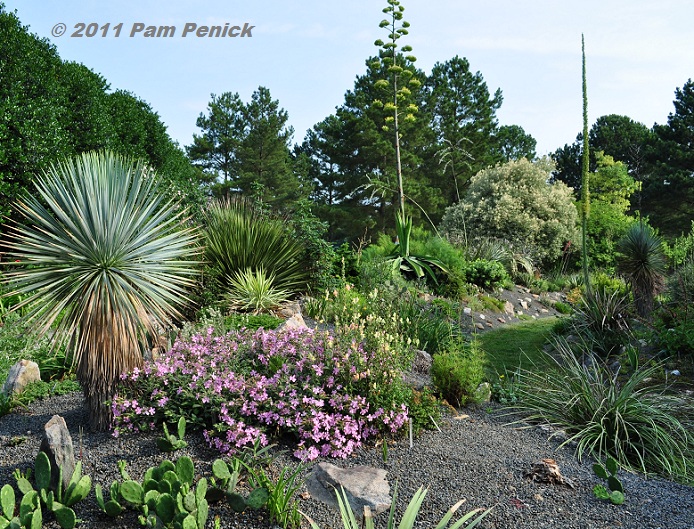 Visit to Plant Delights Nursery and Juniper Garden: Southwestern garden agave collection -