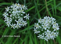 Companion Planting With Garlic Chives - companion planting with garlic chives