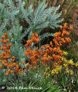 kangaroo paws acacia