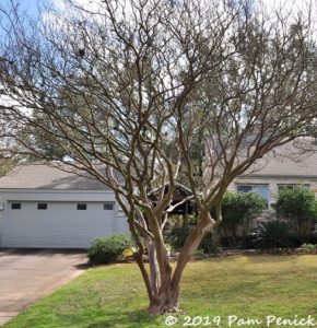 How to prune a crape myrtle - Digging