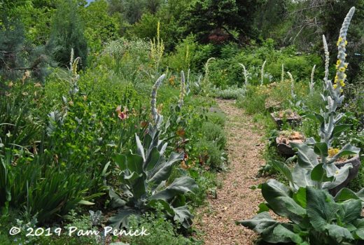 Crevice garden Archives - Digging