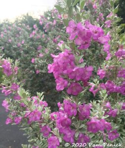 Cenizo in bloom after the rain - Digging