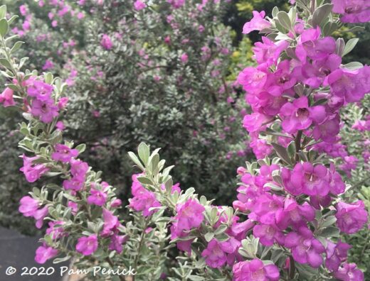 Cenizo in bloom after the rain - Digging