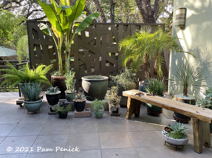 Texas Plants  Backyard garden layout, Tropical garden, Small backyard  gardens