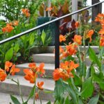 Tanglewild Gardens merges passion for daylilies with tropical wow factor