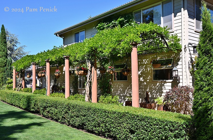 A taste of Italy in a Puget Sound garden