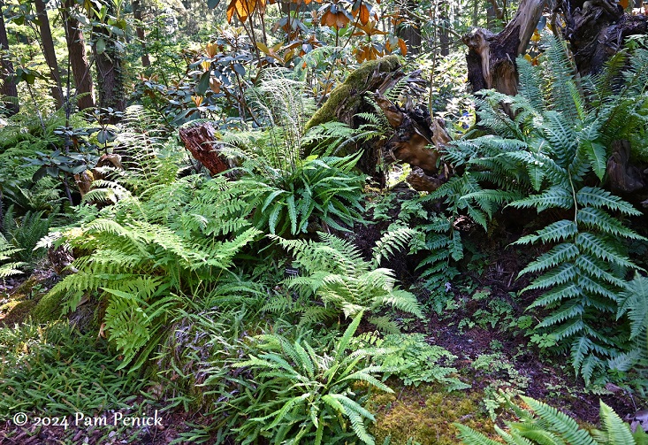 Amid the trees at Rhododendron Species Botanical Garden and Pacific Bonsai Museum