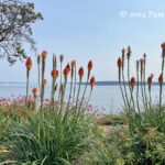 Colorful garden with a view of Puget Sound