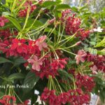 After derecho devastation, a garden blazes beautifully