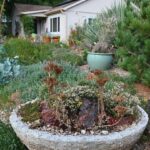 Cold-hardy cactus and more at plantsman Kelly Grummons's garden