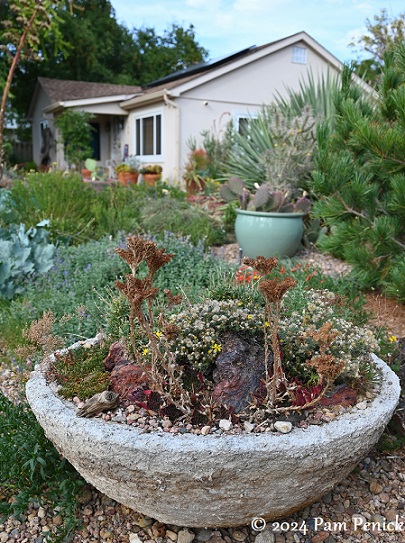 Cold-hardy cactus and more at plantsman Kelly Grummons's garden