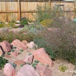 Heidi Harris's Denver dry garden, inspired by David Salman, outshines any lawn