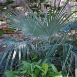 A collector's garden of rare palms and cactus