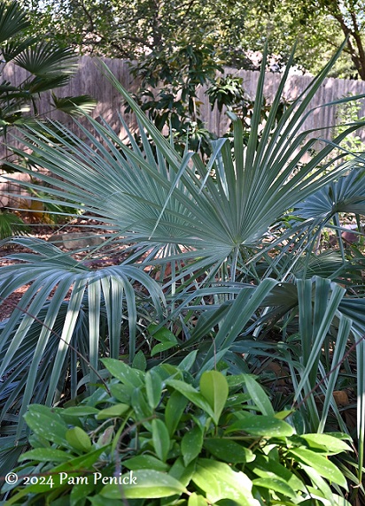 A collector's garden of rare palms and cactus