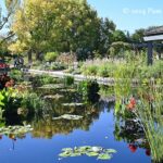 Fall at Denver Botanic Gardens: Monet Pool, Japanese teahouse, and bonsai