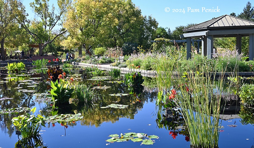 Fall at Denver Botanic Gardens: Monet Pool, Japanese teahouse, and bonsai