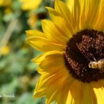 Fall at Denver Botanic Gardens: Perennial Walk and Romantic Gardens