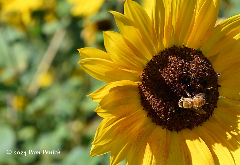 Fall at Denver Botanic Gardens: Perennial Walk and Romantic Gardens