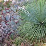 Fall at Denver Botanic Gardens: Entry and Water-Smart Garden