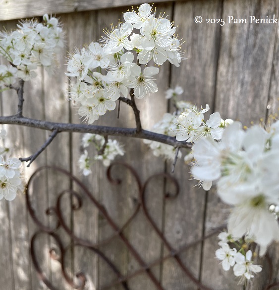 Spring flowers and fab foliage a-popping