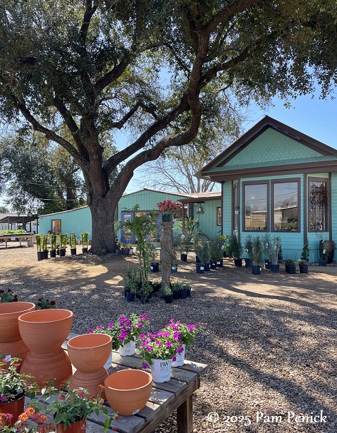 Greensleeves Nursery featuring native plants opens in Pflugerville